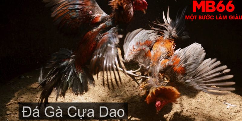 Đá Gà Cựa Dao - Tất Tần Tật Những Điều Anh Em Nên Biết - QEXIN.INFO