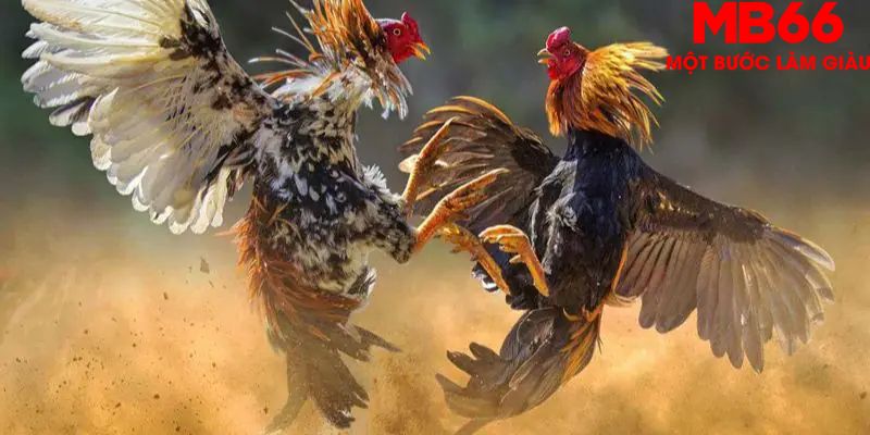 Đá Gà Cựa Dao - Tất Tần Tật Những Điều Anh Em Nên Biết - QEXIN.INFO