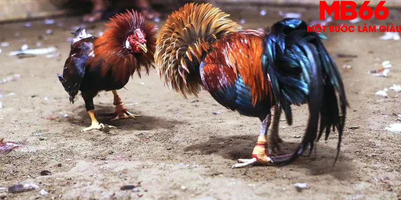 Đá Gà Cựa Dao - Tất Tần Tật Những Điều Anh Em Nên Biết - QEXIN.INFO