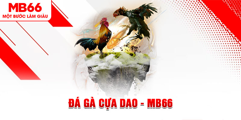 Đá Gà Cựa Dao - Tất Tần Tật Những Điều Anh Em Nên Biết - QEXIN.INFO