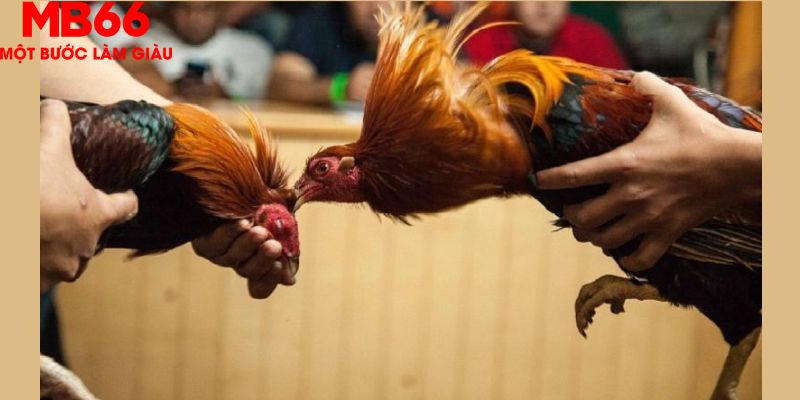 Đá Gà Thomo Phát Trực Tiếp Hấp Dẫn Mỗi Ngày Cùng MB66 - QEXIN.INFO