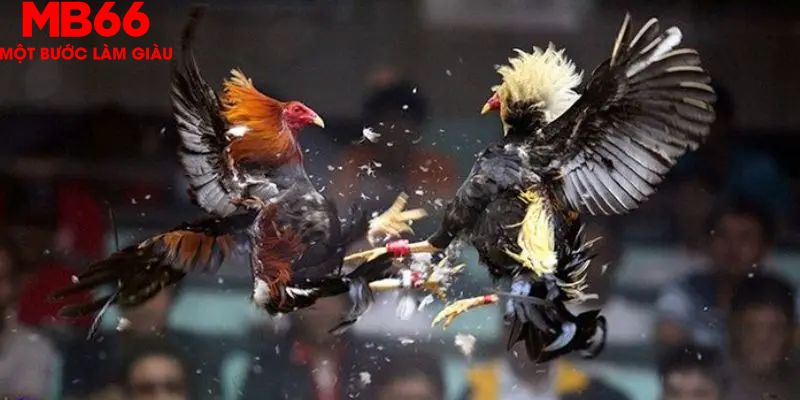 Đá Gà Thomo Phát Trực Tiếp Hấp Dẫn Mỗi Ngày Cùng MB66 - QEXIN.INFO