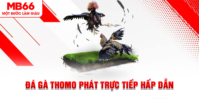 Đá Gà Thomo Phát Trực Tiếp Hấp Dẫn Mỗi Ngày Cùng MB66 - QEXIN.INFO
