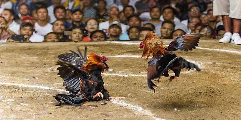 Tìm Hiểu Đá gà Campuchia Và Luật Chơi Cần Biết Tại MB66 - QEXIN.INFO