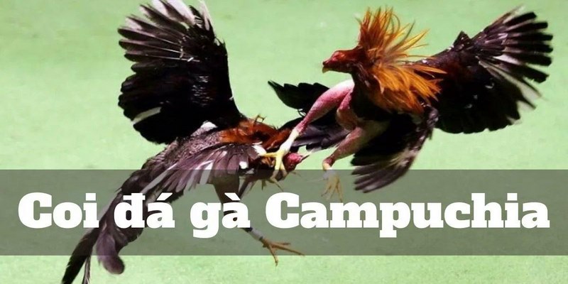 Tìm Hiểu Đá gà Campuchia Và Luật Chơi Cần Biết Tại MB66 - QEXIN.INFO