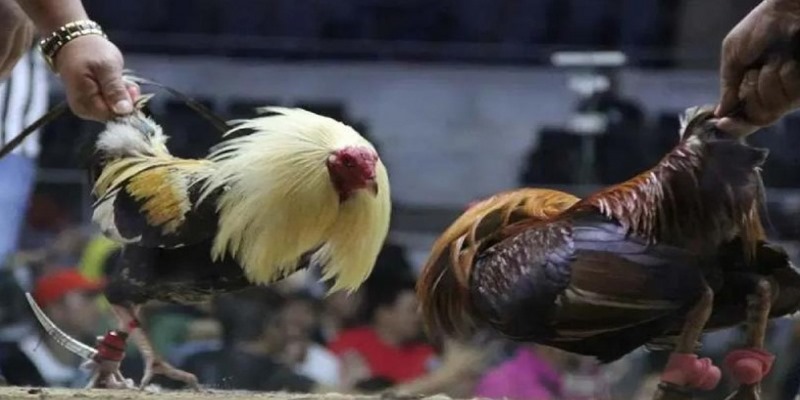 Đá Gà Cựa Sắt - Chiến Thuật Để Đánh Bại Tất Cả Đối Thủ - QEXIN.INFO