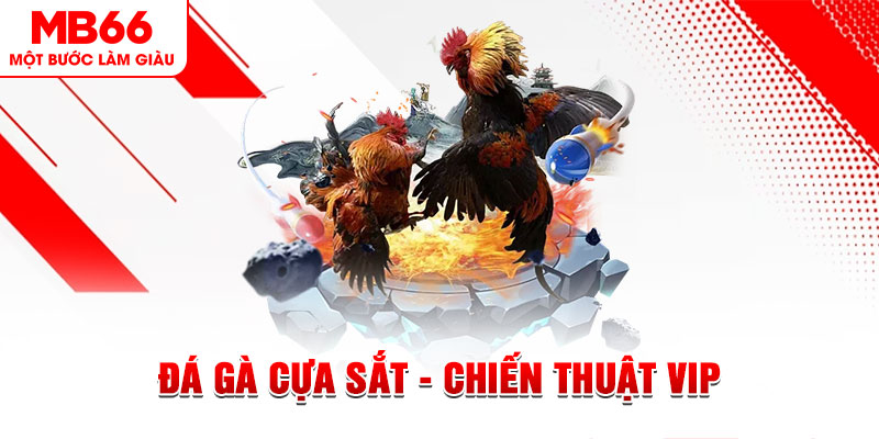 Đá Gà Cựa Sắt - Chiến Thuật Để Đánh Bại Tất Cả Đối Thủ - QEXIN.INFO