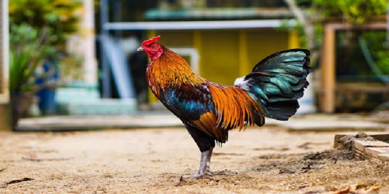 Đá Gà Cựa Sắt - Chiến Thuật Để Đánh Bại Tất Cả Đối Thủ - QEXIN.INFO