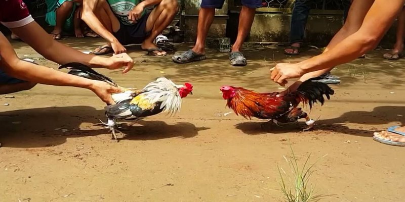 Đá Gà Cựa Sắt - Chiến Thuật Để Đánh Bại Tất Cả Đối Thủ - QEXIN.INFO