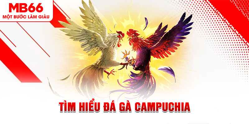 Tìm Hiểu Đá gà Campuchia Và Luật Chơi Cần Biết Tại MB66 - QEXIN.INFO