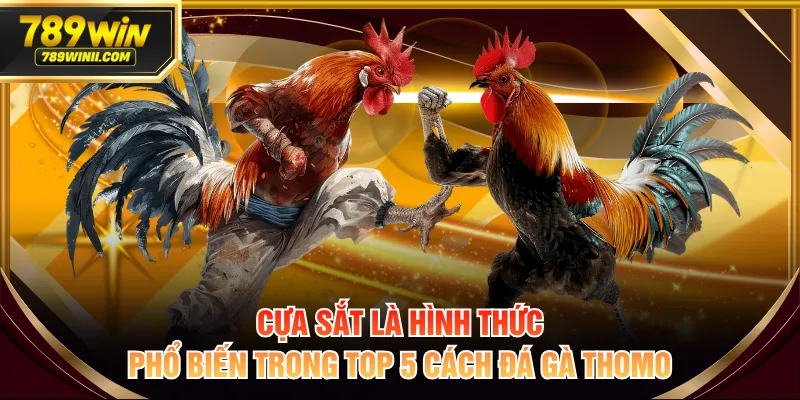 Khám Phá Top 5 Cách Đá Gà Thomo Phổ Biến Nhất Hiện Nay - QEXIN.INFO