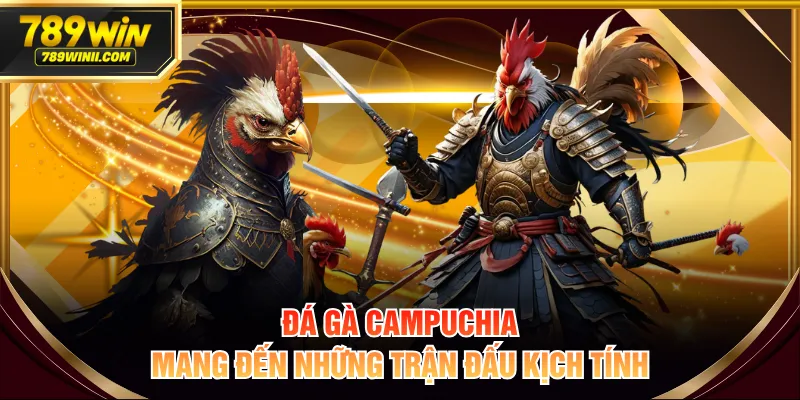 Xem Đá Gà Campuchia Kịch Tính Và Thú Vị Full HD Hôm Nay - QEXIN.INFO