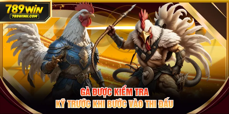Xem Đá Gà Campuchia Kịch Tính Và Thú Vị Full HD Hôm Nay - QEXIN.INFO