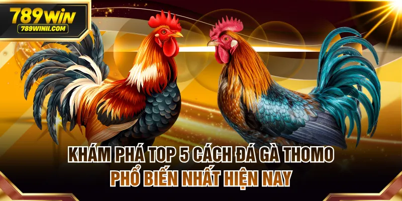 Khám Phá Top 5 Cách Đá Gà Thomo Phổ Biến Nhất Hiện Nay - QEXIN.INFO
