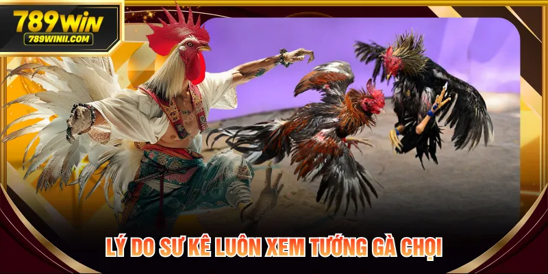 Hướng Dẫn Xem Tướng Gà Chọi Đúng Cách Tăng Tỷ Lệ Thắng - QEXIN.INFO