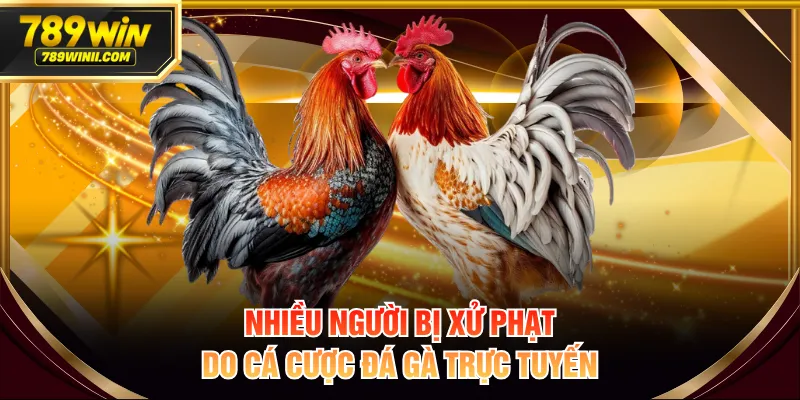 Đá Gà Mạng Là Gì? Hiểu Rõ Luật Và Cách Cá Cược An Toàn - QEXIN.INFO