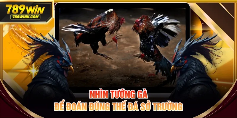Hướng Dẫn Xem Tướng Gà Chọi Đúng Cách Tăng Tỷ Lệ Thắng - QEXIN.INFO