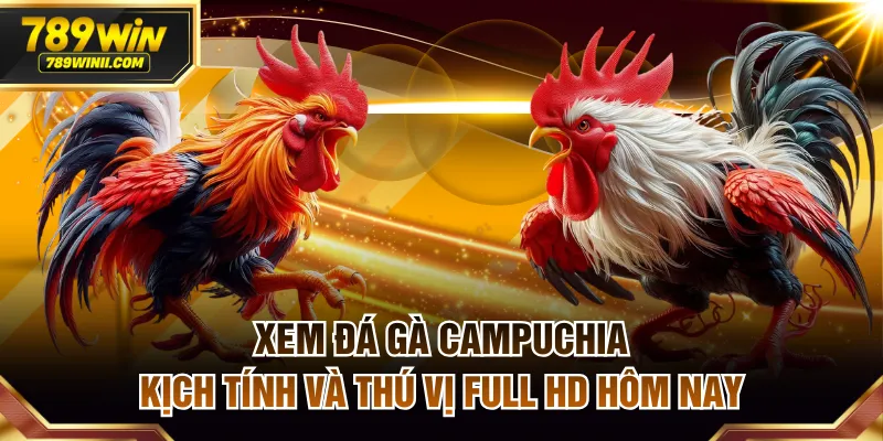 Xem Đá Gà Campuchia Kịch Tính Và Thú Vị Full HD Hôm Nay - QEXIN.INFO