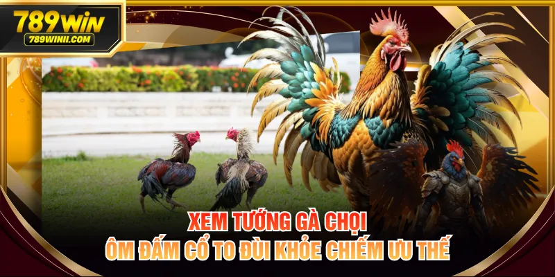 Hướng Dẫn Xem Tướng Gà Chọi Đúng Cách Tăng Tỷ Lệ Thắng - QEXIN.INFO
